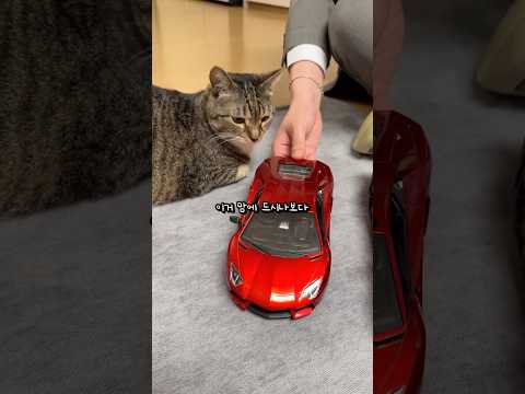 벤츠 타는 고양이