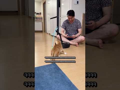 100만원대 고양이 장난감 리뷰