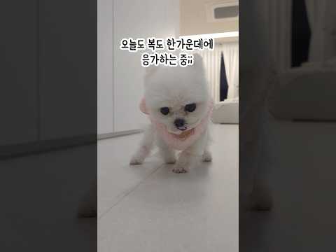 거실에 응가하는 퐁키를 혼냈더니...ㄷㄷㄷ 떠는중😭 너만 믿는다!  dji 최초 로봇청소기 DJI ROMO P