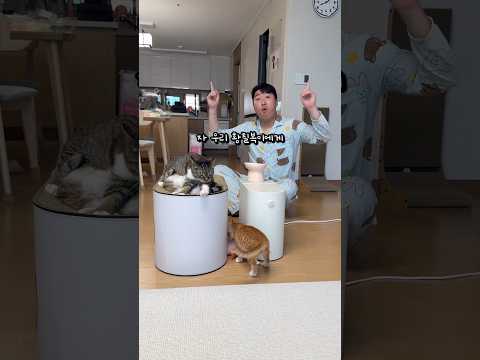 앰버서더가 된 고양이